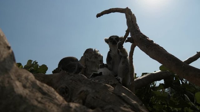 Cheery lemurs hanging and entertaining on a stony wall in a zoo in summer 