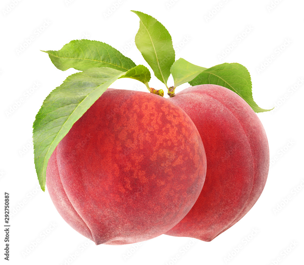 Aufkleber isolated peaches. two pink peach fruits hanging on a branch isolated on white background with clippi