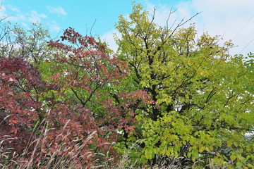 Autumn foliage on the crowns of trees.