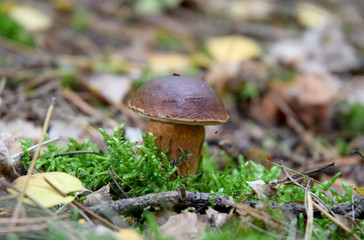 fresh boletus forest mushrooms