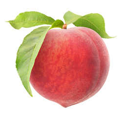 isolated peach. One raw pink peach hanging on a stem with leaves isolated on white background with...