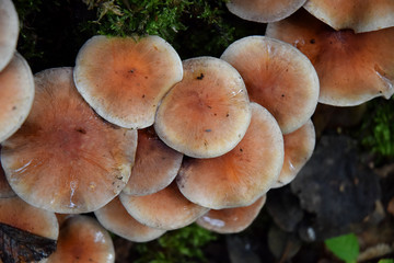 Fototapeta premium Forest sesonal mushrooms fall time