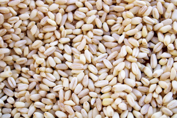 wheat grains