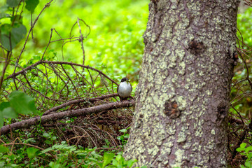 Bird with larva for the chicks