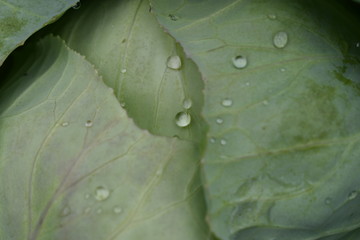 water drops on green leaf