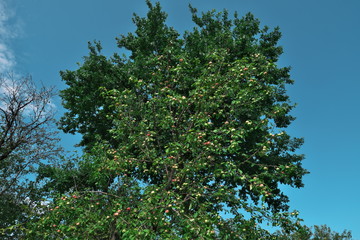 Apple trees with apples are a new crop.