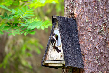 bird feeding his chicks in a birdhouse