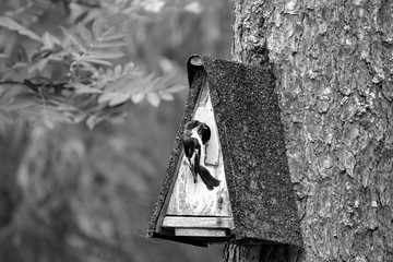 bird feeding his chicks in a birdhouse