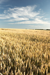 Field of Golden wheat under the blue sky and clouds in a summer