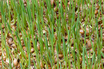  Wheat germ closeup