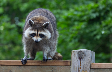 Closeup of a young female raccoon who climbed up the deck to perch on the wooden railing, against a green leafy background. - obrazy, fototapety, plakaty