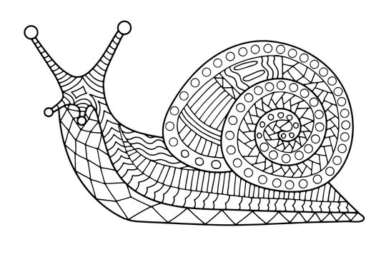 Snail coloring page contour vector illustration for children and adults