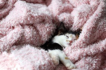 sleeping cat, cute kitten sleeps in a pink fluffy blanket