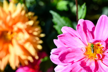 Sweat bee collecting nectar from a pink flower