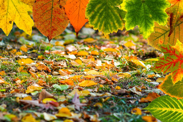 Herbst Hintergrund umrahmt mit buntem Laub