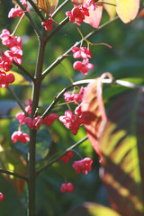 Obraz premium spindle berries in september