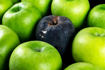 Rotten apple and fresh apple. The Corruption concept. The concept of bad people in society. Rotten...