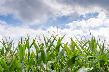 Corn field in September with blue sky and clouds
