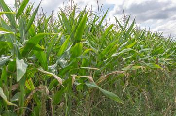 Edge of corn field with clouds