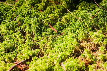 close up selective focus photo of moss on a sunny day