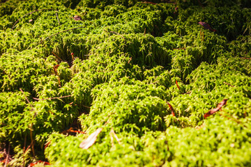 close up selective focus photo of moss on a sunny day