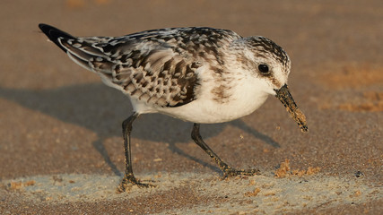Sanderling Calidris alba Looking for Food in the Sand