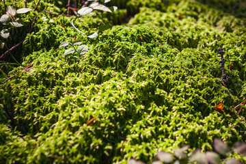 close up selective focus photo of moss on a sunny day