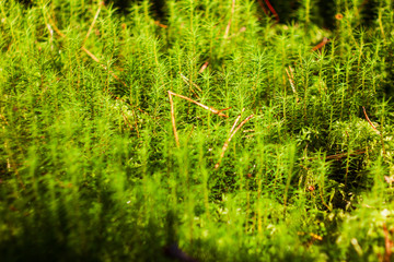 close up selective focus photo of green leaf moss Polytrichum on a sunny day
