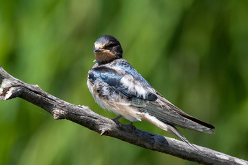 Eine freigestellte Rauchschwalbe sitzt auf enem kahlen Ast vor grünem Hintergrund