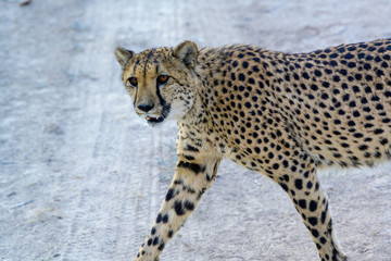 ein Gepard streift durch die Savanne, Etosha Nationalpark, Namibia © Manok