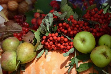 Autumn harvest concept. Pumpkin, apples, pears, mountain ash, viburnum in the sunlight