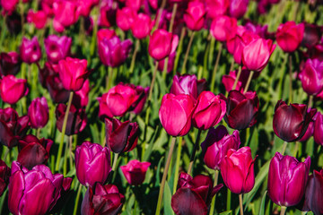 Obraz premium Pinke Tulpen