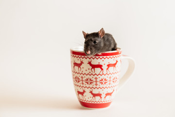 black rat with a beautiful pink nose sits and looks out from a large Christmas mug on a white background