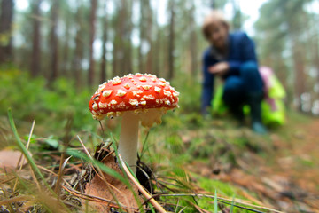 Muchomor sfotografowany w czasie grzybobrania w lesie