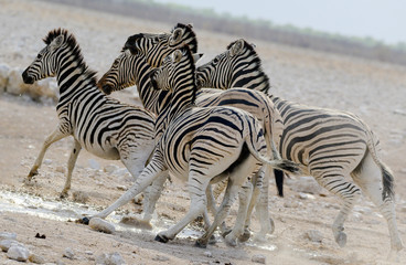 Obraz na płótnie Canvas nervöse Zebras an einem Wasserloch im Etosha Nationalpark, Namibia