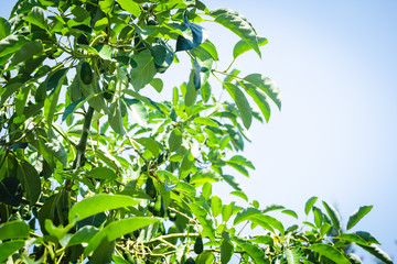 Fototapeta na wymiar Green fruits of avocado on the tree with leafs. Selective focus, bokeh.