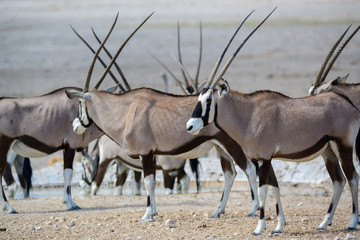Oryx Gazellen mit langen Hörnern, Namibia