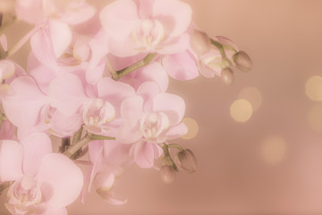 Fototapeta na wymiar Orchidee, Orchideenblüten