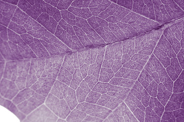 Fototapeta na wymiar Abstract organic texture of leaf.