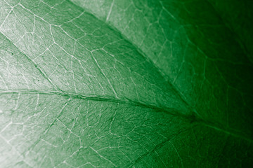 Abstract organic texture of leaf.