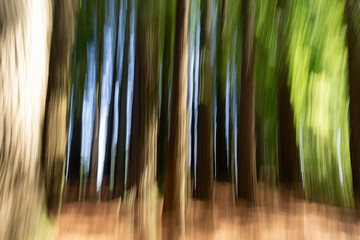 Abstract nature background in forest tall trees and spooky effect.