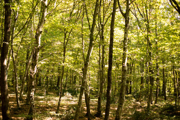 Forest in Istanbul