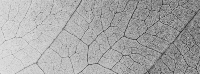 Abstract organic texture of leaf.