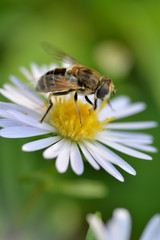 Bee on a white Daisy and a blurred green background. Macro