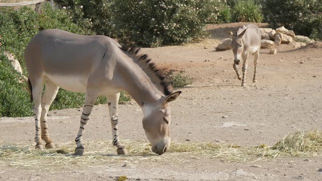 Two donkeys walking and grazing grass in countryside on sunny day in summer