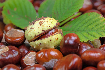 Kastanien, Aesculus hippocastanum