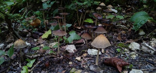mushroom in forest