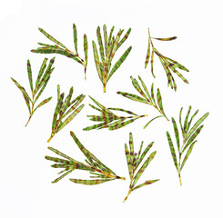 grilled rosemary  isolated on white background. Top view