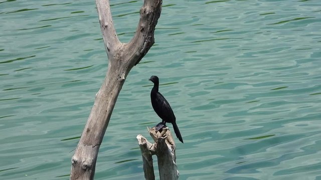 Black cormorant on a branch of a sunken tree