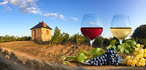 Vin rouge et vin blanc dans un vignoble en France